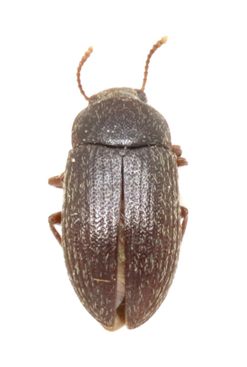 Blapstinus pubescens Santiago Island. Specimen housed in the ICCDRS collection (ICCDRS 8751) Photo: María Sol Herrera, CDF, 2024.